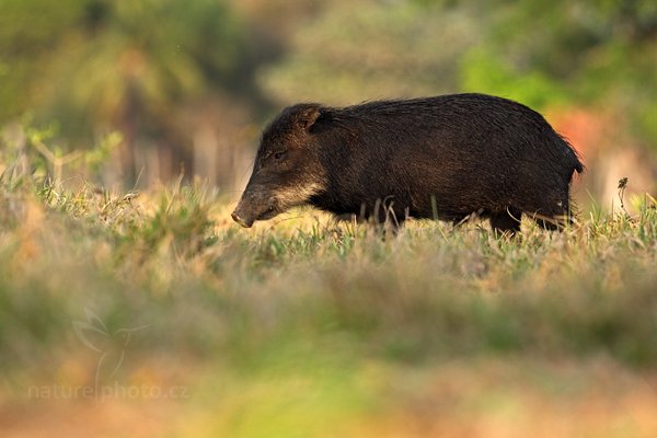 Pekari bělobradý (Tayassu pecari), Pekari bělobradý (Tayassu pecari) White-lipped Peccary, Autor: Ondřej Prosický | NaturePhoto.cz, Model: Canon EOS 5D Mark II, Objektiv: Canon EF 500mm f/4 L IS USM, Ohnisková vzdálenost (EQ35mm): 500 mm, stativ Gitzo, Clona: 6.3, Doba expozice: 1/800 s, ISO: 400, Kompenzace expozice: -2/3, Blesk: Ne, 16. září 2011 7:04:20, Barranco Alto, Pantanal (Brazílie) 