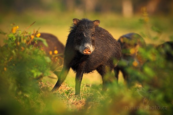 Pekari bělobradý (Tayassu pecari), Pekari bělobradý (Tayassu pecari) White-lipped Peccary, Autor: Ondřej Prosický | NaturePhoto.cz, Model: Canon EOS 5D Mark II, Objektiv: Canon EF 500mm f/4 L IS USM, Ohnisková vzdálenost (EQ35mm): 500 mm, stativ Gitzo, Clona: 6.3, Doba expozice: 1/800 s, ISO: 400, Kompenzace expozice: -2/3, Blesk: Ne, 16. září 2011 7:02:42, Barranco Alto, Pantanal (Brazílie)