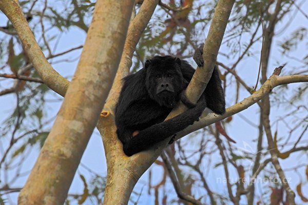 Vřešťan černý (Alouatta caraya) Black howler, Vřešťan černý (Alouatta caraya) Black howler, Autor: Ondřej Prosický | NaturePhoto.cz, Model: Canon EOS 5D Mark II, Objektiv: Canon EF 500mm f/4 L IS USM, Ohnisková vzdálenost (EQ35mm): 500 mm, stativ Gitzo, Clona: 7.1, Doba expozice: 1/2000 s, ISO: 640, Kompenzace expozice: 0, Blesk: Ne, 10. září 2011 15:40:56, Barranco Alto, Pantanal (Brazílie) 