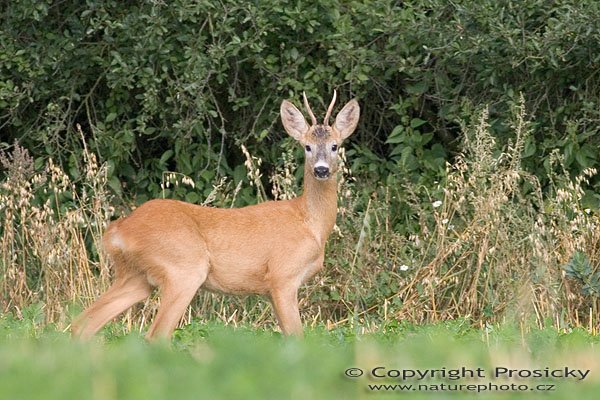 Srnec obecný (Capreolus capreolus), Autor: Ondřej Prosický, Model aparátu: Canon EOS 20D, Objektiv: Canon EF 400mm f/5.6 L USM, stativ Manfrotto 190B + 141RC, Ohnisková vzdálenost: 400.00 mm, Clona: 6.30, Doba expozice: 1/800 s, ISO: 400, Vyvážení expozice: -0.33, Blesk: Ne, Vytvořeno: 13. srpna 2005 9:13:06, u Týnce nad Sázavou (ČR)