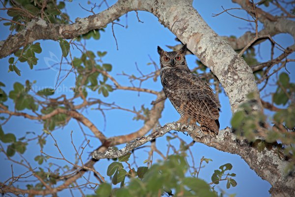 Výr virginský (Bubo virginianus), Výr virginský (Bubo virginianus) Great Horned Owl, Autor: Ondřej Prosický | NaturePhoto.cz, Model: Canon EOS 5D Mark II, Objektiv: Canon EF 500mm f/4 L IS USM + TC Canon 1.4x, Ohnisková vzdálenost (EQ35mm): 700 mm, stativ Gitzo, Clona: 7.1, Doba expozice: 1/125 s, ISO: 640, Kompenzace expozice: 0, Blesk: Ano, 5. září 2011 17:29:09, Barranco Alto, Pantanal (Brazílie)