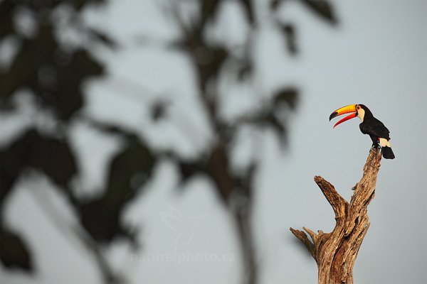 Tukan obrovský (Ramphastos toco), Tukan obrovský (Ramphastos toco) Toco Toucan, Autor: Ondřej Prosický | NaturePhoto.cz, Model: Canon EOS 5D Mark II, Objektiv: Canon EF 500mm f/4 L IS USM, Ohnisková vzdálenost (EQ35mm): 500 mm, stativ Gitzo, Clona: 7.1, Doba expozice: 1/1600 s, ISO: 500, Kompenzace expozice: 0, Blesk: Ne, 4. září 2011 16:39:32, Barranco Alto, Pantanal (Brazílie)