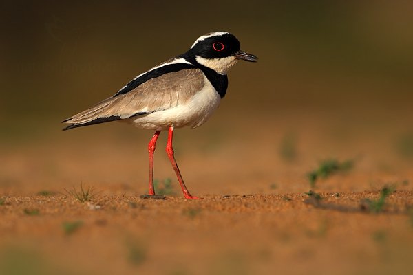 Čejka kulíkovitá (Vanellus cayanus), Čejka kulíkovitá (Vanellus cayanus) Pied Lapwing, Autor: Ondřej Prosický | NaturePhoto.cz, Model: Canon EOS-1D Mark III, Objektiv: Canon EF 500mm f/4 L IS USM, Ohnisková vzdálenost (EQ35mm): 650 mm, stativ Gitzo, Clona: 5.0, Doba expozice: 1/2500 s, ISO: 200, Kompenzace expozice: -2/3, Blesk: Ne, 2. září 2011 13:17:28, Barranco Alto, Pantanal (Brazílie) 