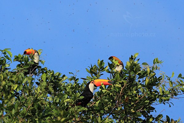 Tukan obrovský (Ramphastos toco), Tukan obrovský (Ramphastos toco) Toco Toucan, Autor: Ondřej Prosický | NaturePhoto.cz, Model: Canon EOS 5D Mark II, Objektiv: Canon EF 500mm f/4 L IS USM, Ohnisková vzdálenost (EQ35mm): 500 mm, stativ Gitzo, Clona: 7.1, Doba expozice: 1/4000 s, ISO: 640, Kompenzace expozice: -1, Blesk: Ne, 11. září 2011 7:01:19, Barranco Alto, Pantanal (Brazílie) 