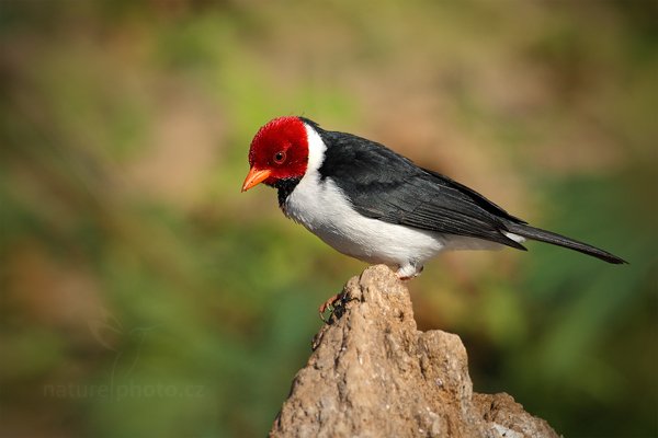 Kardinál černohřbetý (Paroaria capitata), Kardinál černohřbetý (Paroaria capitata) Yellow-billed Cardinal, Autor: Ondřej Prosický | NaturePhoto.cz, Model: Canon EOS-1D Mark III, Objektiv: Canon EF 500mm f/4 L IS USM, Ohnisková vzdálenost (EQ35mm): 650 mm, stativ Gitzo, Clona: 8.0, Doba expozice: 1/2500 s, ISO: 500, Kompenzace expozice: -2/3, Blesk: Ne, 2. září 2011 13:56:25, Barranco Alto, Pantanal (Brazílie)  