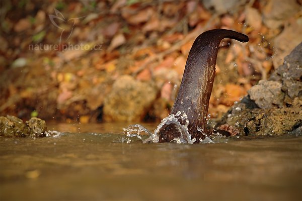 Vydra jihoamerická (Lontra longicaudis), Vydra jihoamerická (Lontra longicaudis) Neotropical Otter, Autor: Ondřej Prosický | NaturePhoto.cz, Model: Canon EOS 5D Mark II, Objektiv: Canon EF 500mm f/4 L IS USM, Ohnisková vzdálenost (EQ35mm): 500 mm, fotografováno z ruky, Clona: 6.3, Doba expozice: 1/800 s, ISO: 640, Kompenzace expozice: -2/3, Blesk: Ne, Vytvořeno: 7. září 2011 7:15:16, Rio Negro, Pantanal (Brazílie)