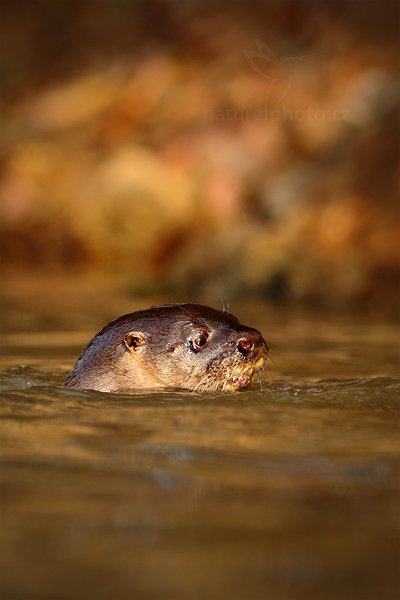 Vydra jihoamerická (Lontra longicaudis), Vydra jihoamerická (Lontra longicaudis) Neotropical Otter, Autor: Ondřej Prosický | NaturePhoto.cz, Model: Canon EOS 5D Mark II, Objektiv: Canon EF 500mm f/4 L IS USM, Ohnisková vzdálenost (EQ35mm): 500 mm, fotografováno z ruky, Clona: 7.1, Doba expozice: 1/500 s, ISO: 800, Kompenzace expozice: -1/3, Blesk: Ne, Vytvořeno: 6. září 2011 7:12:04, Rio Negro, Pantanal (Brazílie)