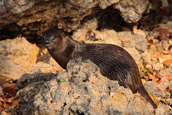 Vydra jihoamerická (Lontra longicaudis), Vydra jihoamerická (Lontra longicaudis) Neotropical Otter, Autor: Ondřej Prosický | NaturePhoto.cz, Model: Canon EOS 5D Mark II, Objektiv: Canon EF 500mm f/4 L IS USM, Ohnisková vzdálenost (EQ35mm): 500 mm, fotografováno z ruky, Clona: 6.3, Doba expozice: 1/800 s, ISO: 640, Kompenzace expozice: -2/3, Blesk: Ne, Vytvořeno: 7. září 2011 7:18:37, Rio Negro, Pantanal (Brazílie)