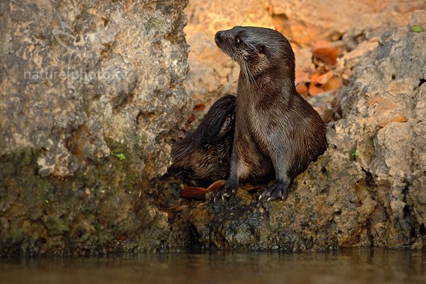 Vydra jihoamerická (Lontra longicaudis), Vydra jihoamerická (Lontra longicaudis) Neotropical Otter, Autor: Ondřej Prosický | NaturePhoto.cz, Model: Canon EOS 5D Mark II, Objektiv: Canon EF 500mm f/4 L IS USM, Ohnisková vzdálenost (EQ35mm): 500 mm, fotografováno z ruky, Clona: 6.3, Doba expozice: 1/500 s, ISO: 640, Kompenzace expozice: -2/3, Blesk: Ne, Vytvořeno: 7. září 2011 7:15:12, Rio Negro, Pantanal (Brazílie) 