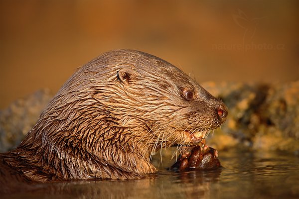 Vydra jihoamerická (Lontra longicaudis), Vydra jihoamerická (Lontra longicaudis) Neotropical Otter, Autor: Ondřej Prosický | NaturePhoto.cz, Model: Canon EOS 5D Mark II, Objektiv: Canon EF 500mm f/4 L IS USM, Ohnisková vzdálenost (EQ35mm): 500 mm, fotografováno z ruky, Clona: 7.1, Doba expozice: 1/500 s, ISO: 800, Kompenzace expozice: -1/3, Blesk: Ne, Vytvořeno: 6. září 2011 7:12:04, Rio Negro, Pantanal (Brazílie)