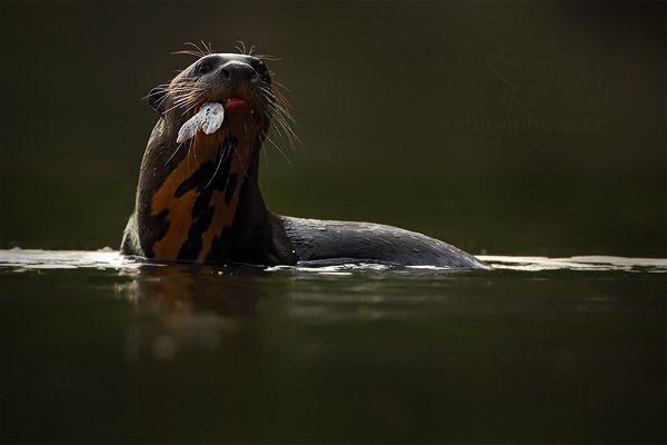 Vydra obrovská (Pteronura brasiliensis), Vydra obrovská (Pteronura brasiliensis) Giant Otter, Autor: Ondřej Prosický | NaturePhoto.cz, Model: Canon EOS 5D Mark II, Objektiv: Canon EF 500mm f/4 L IS USM, Ohnisková vzdálenost (EQ35mm): 500 mm, fotografováno z ruky, Clona: 5.6, Doba expozice: 1/2000 s, ISO: 1000, Kompenzace expozice: -1, Blesk: Ne, Vytvořeno: 4. září 2011 7:44:07, Rio Negro, Pantanal (Brazílie) 