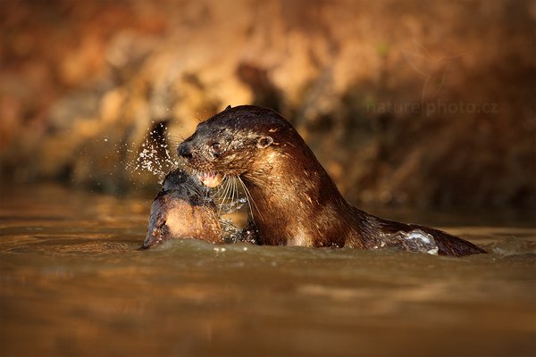 Vydra jihoamerická (Lontra longicaudis), Vydra jihoamerická (Lontra longicaudis) Neotropical Otter, Autor: Ondřej Prosický | NaturePhoto.cz, Model: Canon EOS 5D Mark II, Objektiv: Canon EF 500mm f/4 L IS USM, Ohnisková vzdálenost (EQ35mm): 500 mm, fotografováno z ruky, Clona: 6.3, Doba expozice: 1/800 s, ISO: 640, Kompenzace expozice: -2/3, Blesk: Ne, Vytvořeno: 7. září 2011 7:13:10, Rio Negro, Pantanal (Brazílie)