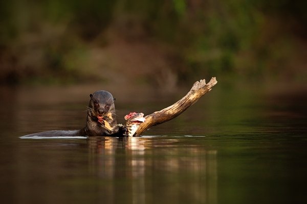 Vydra obrovská (Pteronura brasiliensis), Vydra obrovská (Pteronura brasiliensis) Giant Otter, Ondřej Prosický | NaturePhoto.cz, Model: Canon EOS 5D Mark II, Objektiv: Canon EF 500mm f/4 L IS USM, Ohnisková vzdálenost (EQ35mm): 500 mm, fotografováno z ruky, Clona: 6.3, Doba expozice: 1/800 s, ISO: 500, Kompenzace expozice: -1, Blesk: Ne, Vytvořeno: 4. září 2011 7:36:33, Rio Negro, Pantanal (Brazílie)