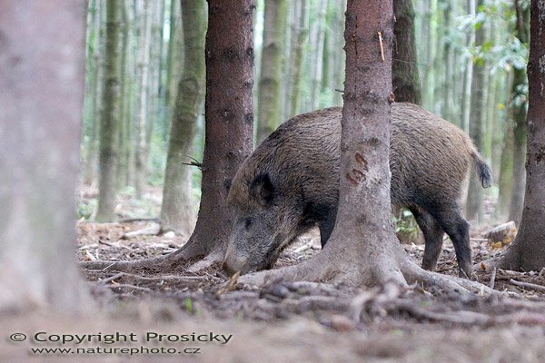 Prase divoké (Sus scrofa), Autor: Ondřej Prosický, Model aparátu: Canon EOS 20D, Objektiv: Canon EF 400mm f/5.6 L USM, stativ Manfrotto 190B + 141RC, Ohnisková vzdálenost: 400.00 mm, Clona: 5.60, Doba expozice: 1/80 s, ISO: 1600, Vyvážení expozice: 0.33, Blesk: Ne, Vytvořeno: 14. září 2005 10:15:05, Bělotín u Hranice (ČR)