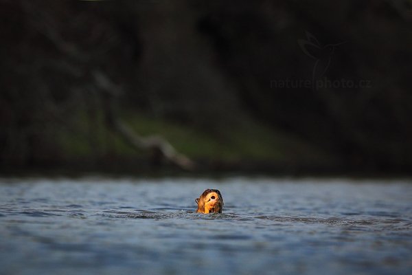 Vydra obrovská (Pteronura brasiliensis), Vydra obrovská (Pteronura brasiliensis) Giant Otter, Autor: Ondřej Prosický | NaturePhoto.cz, Model: Canon EOS 5D Mark II, Objektiv: Canon EF 500mm f/4 L IS USM, Ohnisková vzdálenost (EQ35mm): 500 mm, fotografováno z ruky, Clona: 5.6, Doba expozice: 1/3200 s, ISO: 800, Kompenzace expozice: -2/3, Blesk: Ne, Vytvořeno: 4. září 2011 7:26:46, Rio Negro, Pantanal (Brazílie) 