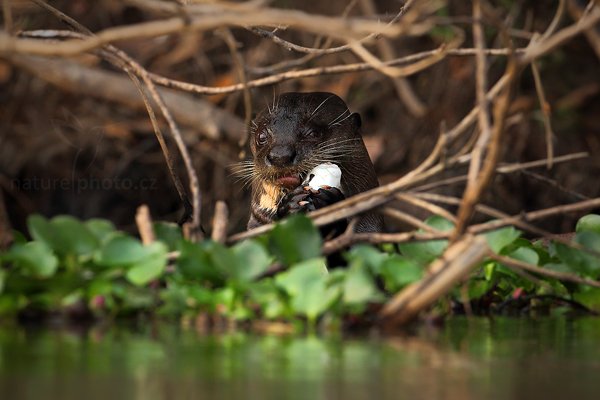 Vydra obrovská (Pteronura brasiliensis), Vydra obrovská (Pteronura brasiliensis) Giant Otter, Autor: Ondřej Prosický | NaturePhoto.cz, Model: Canon EOS 5D Mark II, Objektiv: Canon EF 500mm f/4 L IS USM, Ohnisková vzdálenost (EQ35mm): 500 mm, fotografováno z ruky, Clona: 6.3, Doba expozice: 1/800 s, ISO: 1000, Kompenzace expozice: -1, Blesk: Ne, Vytvořeno: 4. září 2011 7:42:57, Rio Negro, Pantanal (Brazílie)