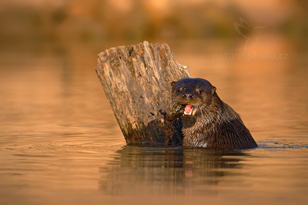 Vydra jihoamerická (Lontra longicaudis), Vydra jihoamerická (Lontra longicaudis) Neotropical Otter, Autor: Ondřej Prosický | NaturePhoto.cz, Model: Canon EOS-1D Mark III, Objektiv: Canon EF 500mm f/4 L IS USM, Ohnisková vzdálenost (EQ35mm): 650 mm, fotografováno z ruky, Clona: 6.3, Doba expozice: 1/3200 s, ISO: 640, Kompenzace expozice: -2/3, Blesk: Ne, Vytvořeno: 3. září 2011 13:11:46, Rio Negro, Pantanal (Brazílie) 