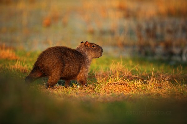 Kapybara mokřadní (Hydrochoerus hydrochaeris), Kapybara mokřadní (Hydrochoerus hydrochaeris) Capybara, Autor: Ondřej Prosický | NaturePhoto.cz, Model: Canon EOS 5D Mark II, Objektiv: Canon EF 500mm f/4 L IS USM, Ohnisková vzdálenost (EQ35mm): 500 mm, fotografováno z ruky, Clona: 4.5, Doba expozice: 1/1600 s, ISO: 640, Kompenzace expozice: -2/3, Blesk: Ne, Vytvořeno: 14. září 2011 6:10:59, Barranco Alto, Pantanal (Brazílie) 