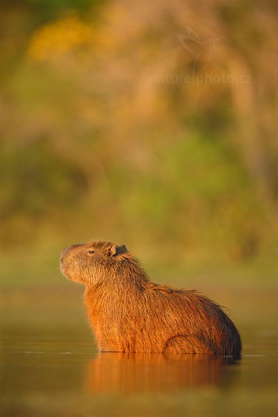 Kapybara mokřadní (Hydrochoerus hydrochaeris), Kapybara mokřadní (Hydrochoerus hydrochaeris) Capybara, Autor: Ondřej Prosický | NaturePhoto.cz, Model: Canon EOS-1D Mark III, Objektiv: Canon EF 500mm f/4 L IS USM, Ohnisková vzdálenost (EQ35mm): 650 mm, fotografováno z ruky, Clona: 5.0, Doba expozice: 1/500 s, ISO: 400, Kompenzace expozice: 0, Blesk: Ne, Vytvořeno: 2. září 2011 17:01:02, Barranco Alto, Pantanal (Brazílie) 