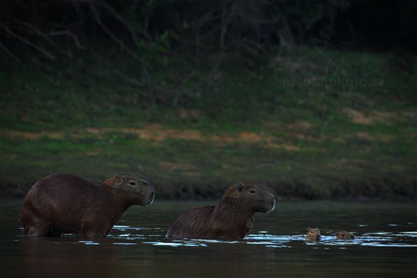 Kapybara mokřadní (Hydrochoerus hydrochaeris), Kapybara mokřadní (Hydrochoerus hydrochaeris) Capybara, Autor: Ondřej Prosický | NaturePhoto.cz, Model: Canon EOS-1D Mark III, Objektiv: Canon EF 500mm f/4 L IS USM, Ohnisková vzdálenost (EQ35mm): 650 mm, fotografováno z ruky, Clona: 5.6, Doba expozice: 1/320 s, ISO: 500, Kompenzace expozice: -1, Blesk: Ne, Vytvořeno: 3. září 2011 12:49:52, Barranco Alto, Pantanal (Brazílie)