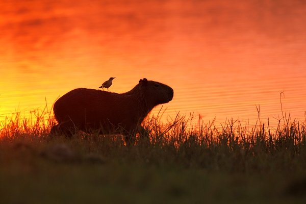 Kapybara mokřadní (Hydrochoerus hydrochaeris), Kapybara mokřadní (Hydrochoerus hydrochaeris) Capybara, Autor: Ondřej Prosický | NaturePhoto.cz, Model: Canon EOS 5D Mark II, Objektiv: Canon EF 500mm f/4 L IS USM, Ohnisková vzdálenost (EQ35mm): 700 mm, fotografováno z ruky, Clona: 8.0, Doba expozice: 1/160 s, ISO: 200, Kompenzace expozice: -1/3, Blesk: Ne, Vytvořeno: 15. září 2011 17:26:11, Barranco Alto, Pantanal (Brazílie)