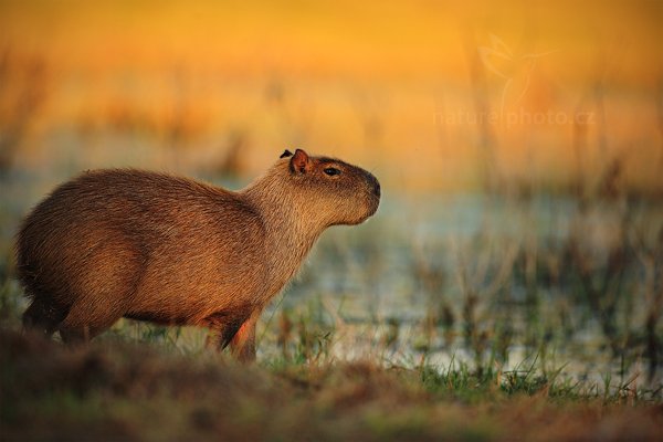 Kapybara mokřadní (Hydrochoerus hydrochaeris), Kapybara mokřadní (Hydrochoerus hydrochaeris) Capybara, Autor: Ondřej Prosický | NaturePhoto.cz, Model: Canon EOS 5D Mark II, Objektiv: Canon EF 500mm f/4 L IS USM, Ohnisková vzdálenost (EQ35mm): 500 mm, fotografováno z ruky, Clona: 4.5, Doba expozice: 1/1600 s, ISO: 640, Kompenzace expozice: -2/3, Blesk: Ne, Vytvořeno: 14. září 2011 6:12:23, Barranco Alto, Pantanal (Brazílie)