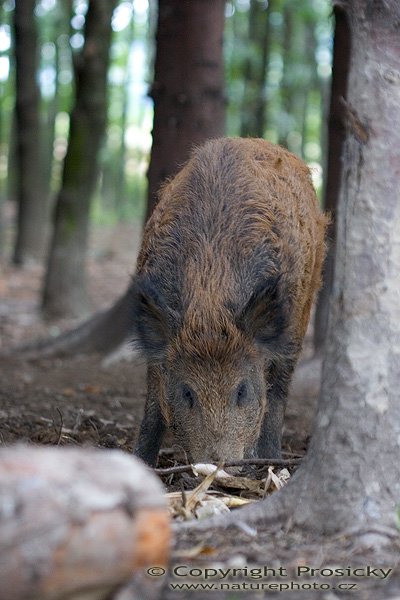 Prase divoké (Sus scrofa), Autor: Ondřej Prosický, Model aparátu: Canon EOS 20D, Objektiv: Canon EF 400mm f/5.6 L USM, stativ Manfrotto 190B + 141RC, Ohnisková vzdálenost: 400.00 mm, Clona: 5.60, Doba expozice: 1/60 s, ISO: 800, Vyvážení expozice: 0.00, Blesk: Ne, Vytvořeno: 14. září 2005 10:20:47, Bělotín u Hranic na Moravě (ČR)