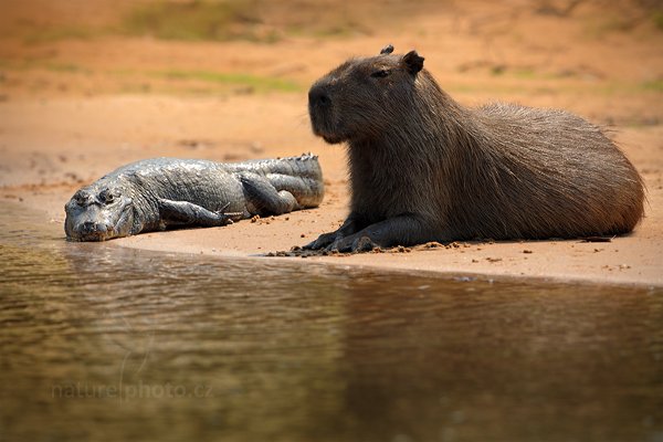 Kapybara mokřadní (Hydrochoerus hydrochaeris), Kapybara mokřadní (Hydrochoerus hydrochaeris) Capybara, Autor: Ondřej Prosický | NaturePhoto.cz, Model: Canon EOS 5D Mark II, Objektiv: Canon EF 500mm f/4 L IS USM, Ohnisková vzdálenost (EQ35mm): 500 mm, fotografováno z ruky, Clona: 7.1, Doba expozice: 1/1250 s, ISO: 800, Kompenzace expozice: 0, Blesk: Ne, Vytvořeno: 6. září 2011 10:05:15, Barranco Alto, Pantanal (Brazílie) 