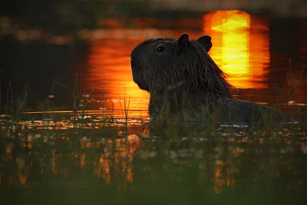 Kapybara mokřadní (Hydrochoerus hydrochaeris), Kapybara mokřadní (Hydrochoerus hydrochaeris) Capybara, Autor: Ondřej Prosický | NaturePhoto.cz, Model: Canon EOS-1D Mark III, Objektiv: Canon EF 500mm f/4 L IS USM, Ohnisková vzdálenost (EQ35mm): 650 mm, fotografováno z ruky, Clona: 6.3, Doba expozice: 1/60 s, ISO: 200, Kompenzace expozice: -2/3, Blesk: Ne, Vytvořeno: 14. září 2011 17:32:35, Barranco Alto, Pantanal (Brazílie)