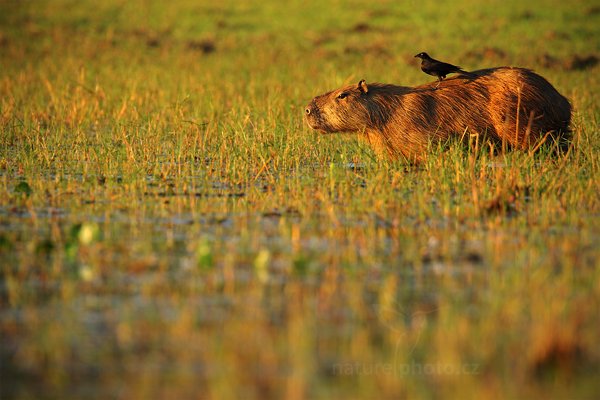 Kapybara mokřadní (Hydrochoerus hydrochaeris), Kapybara mokřadní (Hydrochoerus hydrochaeris) Capybara, Autor: Ondřej Prosický | NaturePhoto.cz, Model: Canon EOS-1D Mark III, Objektiv: Canon EF 500mm f/4 L IS USM, Ohnisková vzdálenost (EQ35mm): 910 mm, fotografováno z ruky, Clona: 7.1, Doba expozice: 1/320 s, ISO: 640, Kompenzace expozice: 0, Blesk: Ne, Vytvořeno: 14. září 2011 17:14:58, Barranco Alto, Pantanal (Brazílie)