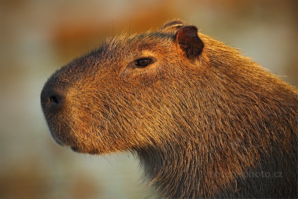 Kapybara mokřadní (Hydrochoerus hydrochaeris), Kapybara mokřadní (Hydrochoerus hydrochaeris) Capybara, Autor: Ondřej Prosický | NaturePhoto.cz, Model: Canon EOS 5D Mark II, Objektiv: Canon EF 500mm f/4 L IS USM, Ohnisková vzdálenost (EQ35mm): 500 mm, fotografováno z ruky, Clona: 4.5, Doba expozice: 1/1250 s, ISO: 640, Kompenzace expozice: -2/3, Blesk: Ne, Vytvořeno: 14. září 2011 6:13:09, Barranco Alto, Pantanal (Brazílie) 