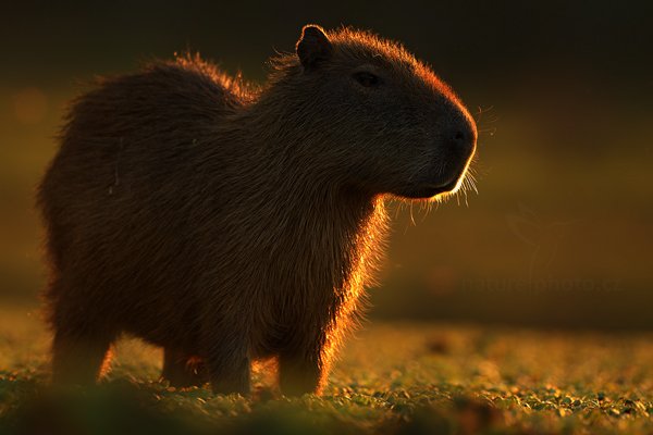 Kapybara mokřadní (Hydrochoerus hydrochaeris), Kapybara mokřadní (Hydrochoerus hydrochaeris) Capybara, Autor: Ondřej Prosický | NaturePhoto.cz, Model: Canon EOS-1D Mark III, Objektiv: Canon EF 500mm f/4 L IS USM, Ohnisková vzdálenost (EQ35mm): 650 mm, fotografováno z ruky, Clona: 5.0, Doba expozice: 1/250 s, ISO: 400, Kompenzace expozice: 0, Blesk: Ne, Vytvořeno: 2. září 2011 17:01:56, Barranco Alto, Pantanal (Brazílie) 