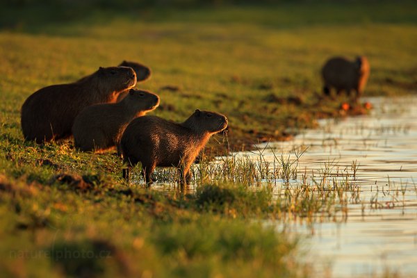 Kapybara mokřadní (Hydrochoerus hydrochaeris), Kapybara mokřadní (Hydrochoerus hydrochaeris) Capybara, Autor: Ondřej Prosický | NaturePhoto.cz, Model: Canon EOS-1D Mark III, Objektiv: Canon EF 500mm f/4 L IS USM, Ohnisková vzdálenost (EQ35mm): 910 mm, fotografováno z ruky, Clona: 7.1, Doba expozice: 1/320 s, ISO: 640, Kompenzace expozice: 0, Blesk: Ne, Vytvořeno: 14. září 2011 17:14:58, Barranco Alto, Pantanal (Brazílie)