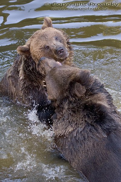 Medvěd hnědý (Ursus arctos), Autor: Ondřej Prosický, Model aparátu: Canon EOS 20D, Objektiv: Canon EF 400mm f/5.6 L USM, stativ Manfrotto 190B + 141RC, Ohnisková vzdálenost: 400.00 mm, Clona: 5.60, Doba expozice: 1/200 s, ISO: 200, Vyvážení expozice: 0.67, Blesk: Ano, Vytvořeno: 25. září 2005 10:35:42, Bavorský les (Nationalpark Bayerischer Wald, Německo)