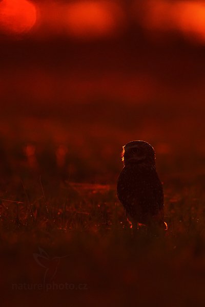 Sýček králičí (Athene cunicularia), Sýček králičí (Athene cunicularia) Burrowing Owl, Autor: Ondřej Prosický | NaturePhoto.cz, Model: Canon EOS-1D Mark III, Objektiv: Canon EF 500mm f/4 L IS USM, Ohnisková vzdálenost (EQ35mm): 650 mm, fotografováno z ruky, Clona: 4.5, Doba expozice: 1/640 s, ISO: 640, Kompenzace expozice: -1/3, Blesk: Ne, Vytvořeno: 3. září 2011 6:03:55, Barranco Alto, Pantanal (Brazílie)