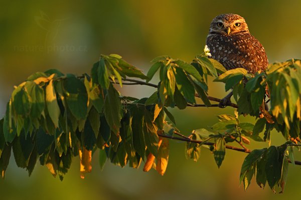 Sýček králičí (Athene cunicularia), Sýček králičí (Athene cunicularia) Burrowing Owl, Autor: Ondřej Prosický | NaturePhoto.cz, Model: Canon EOS-1D Mark III, Objektiv: Canon EF 500mm f/4 L IS USM, Ohnisková vzdálenost (EQ35mm): 650 mm, fotografováno z ruky, Clona: 5.6, Doba expozice: 1/250 s, ISO: 400, Kompenzace expozice: -1/3, Blesk: Ne, Vytvořeno: 3. září 2011 6:17:56, Barranco Alto, Pantanal (Brazílie)