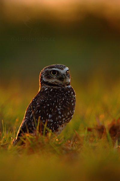 Sýček králičí (Athene cunicularia), Sýček králičí (Athene cunicularia) Burrowing Owl, Autor: Ondřej Prosický | NaturePhoto.cz, Model: Canon EOS-1D Mark III, Objektiv: Canon EF 500mm f/4 L IS USM, Ohnisková vzdálenost (EQ35mm): 650 mm, fotografováno z ruky, Clona: 4.5, Doba expozice: 1/200 s, ISO: 320, Kompenzace expozice: -2/3, Blesk: Ne, Vytvořeno: 3. září 2011 6:04:58, Barranco Alto, Pantanal (Brazílie) 