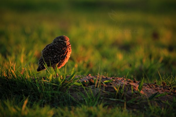 Sýček králičí (Athene cunicularia), Sýček králičí (Athene cunicularia) Burrowing Owl, Autor: Ondřej Prosický | NaturePhoto.cz, Model: Canon EOS 5D Mark II, Objektiv: Canon EF 500mm f/4 L IS USM, Ohnisková vzdálenost (EQ35mm): 500 mm, fotografováno z ruky, Clona: 5.0, Doba expozice: 1/200 s, ISO: 400, Kompenzace expozice: -2/3, Blesk: Ne, Vytvořeno: 12. září 2011 5:54:26, Barranco Alto, Pantanal (Brazílie)