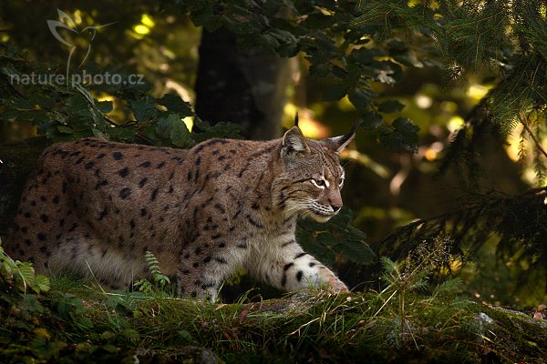 Rys ostrovid (Lynx lynx), Autor: Ondřej Prosický, Model aparátu: Canon EOS 20D, Objektiv: Canon EF 400mm f/5.6 L USM, stativ Manfrotto 190B + 141RC, Ohnisková vzdálenost: 400.00 mm, Clona: 7.10, Doba expozice: 1/200 s, ISO: 800, Vyvážení expozice: -1.33, Blesk: Ne, Vytvořeno: 25. září 2005 12:38:40, Bavorský les (Nationalpark Bayerischer Wald, Německo)