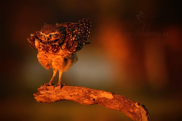 Sýček králičí (Athene cunicularia), Sýček králičí (Athene cunicularia) Burrowing Owl, Autor: Ondřej Prosický | NaturePhoto.cz, Model: Canon EOS 5D Mark II, Objektiv: Canon EF 500mm f/4 L IS USM, Ohnisková vzdálenost (EQ35mm): 500 mm, fotografováno z ruky, Clona: 6.3, Doba expozice: 1/1000 s, ISO: 500, Kompenzace expozice: -1 1/3, Blesk: Ne, Vytvořeno: 1. září 2011 18:14:49, Barranco Alto, Pantanal (Brazílie)