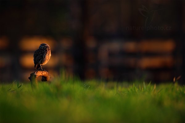 Sýček králičí (Athene cunicularia), Sýček králičí (Athene cunicularia) Burrowing Owl, Autor: Ondřej Prosický | NaturePhoto.cz, Model: Canon EOS 5D Mark II, Objektiv: Canon EF 500mm f/4 L IS USM, Ohnisková vzdálenost (EQ35mm): 500 mm, fotografováno z ruky, Clona: 4.5, Doba expozice: 1/320 s, ISO: 800, Kompenzace expozice: -2/3, Blesk: Ne, Vytvořeno: 10. září 2011 6:02:55, Barranco Alto, Pantanal (Brazílie)