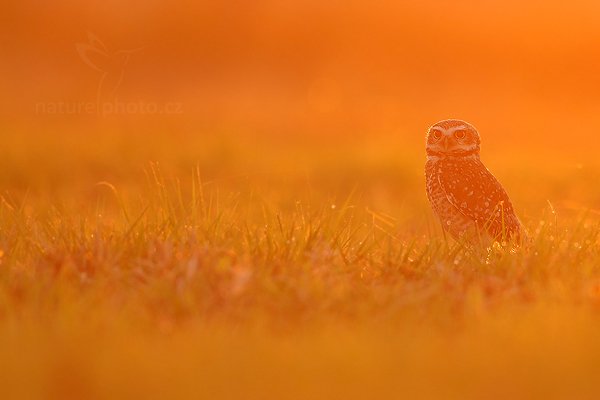 Sýček králičí (Athene cunicularia), Sýček králičí (Athene cunicularia) Burrowing Owl, Autor: Ondřej Prosický | NaturePhoto.cz, Model: Canon EOS-1D Mark III, Objektiv: Canon EF 500mm f/4 L IS USM, Ohnisková vzdálenost (EQ35mm): 650 mm, fotografováno z ruky, Clona: 4.5, Doba expozice: 1/500 s, ISO: 640, Kompenzace expozice: -1/3, Blesk: Ne, Vytvořeno: 3. září 2011 6:03:37, Barranco Alto, Pantanal (Brazílie)