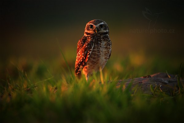 Sýček králičí (Athene cunicularia), Sýček králičí (Athene cunicularia) Burrowing Owl, Autor: Ondřej Prosický | NaturePhoto.cz, Model: Canon EOS-1D Mark III, Objektiv: Canon EF 500mm f/4 L IS USM, Ohnisková vzdálenost (EQ35mm): 650 mm, fotografováno z ruky, Clona: 4.5, Doba expozice: 1/200 s, ISO: 320, Kompenzace expozice: -2/3, Blesk: Ne, Vytvořeno: 3. září 2011 6:06:01, Barranco Alto, Pantanal (Brazílie)