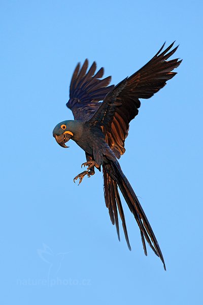 Ara hyacintový (Anodorhynchus hyacinthinus), Ara hyacintový (Anodorhynchus hyacinthinus) Hyacinth Macaw, Autor: Ondřej Prosický | NaturePhoto.cz, Model: Canon EOS 5D Mark II, Objektiv: Canon EF 500mm f/4 L IS USM, Ohnisková vzdálenost (EQ35mm): 500 mm, stativ Gitzo, Clona: 5.6, Doba expozice: 1/1000 s, ISO: 640, Kompenzace expozice: +2/3, Blesk: Ne, 14. září 2011 6:01:03, Barranco Alto, Pantanal (Brazílie) 