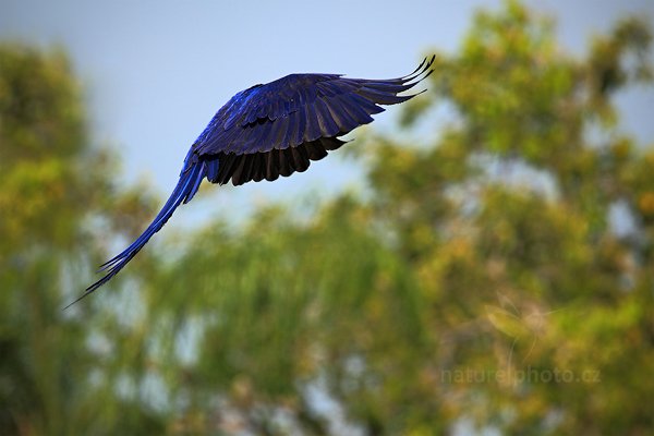 Ara hyacintový (Anodorhynchus hyacinthinus), Ara hyacintový (Anodorhynchus hyacinthinus) Hyacinth Macaw, Autor: Ondřej Prosický | NaturePhoto.cz, Model: Canon EOS 5D Mark II, Objektiv: Canon EF 500mm f/4 L IS USM, Ohnisková vzdálenost (EQ35mm): 700 mm, stativ Gitzo, Clona: 7.1, Doba expozice: 1/2000 s, ISO: 400, Kompenzace expozice: -1/3, Blesk: Ne, 5. září 2011 8:12:19, Barranco Alto, Pantanal (Brazílie)