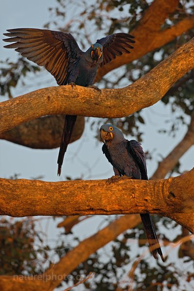 Ara hyacintový (Anodorhynchus hyacinthinus), Ara hyacintový (Anodorhynchus hyacinthinus) Hyacinth Macaw, Autor: Ondřej Prosický | NaturePhoto.cz, Model: Canon EOS 5D Mark II, Objektiv: Canon EF 500mm f/4 L IS USM, Ohnisková vzdálenost (EQ35mm): 500 mm, stativ Gitzo, Clona: 5.6, Doba expozice: 1/1250 s, ISO: 640, Kompenzace expozice: -2/3, Blesk: Ne, 7. září 2011 6:25:14, Barranco Alto, Pantanal (Brazílie) 