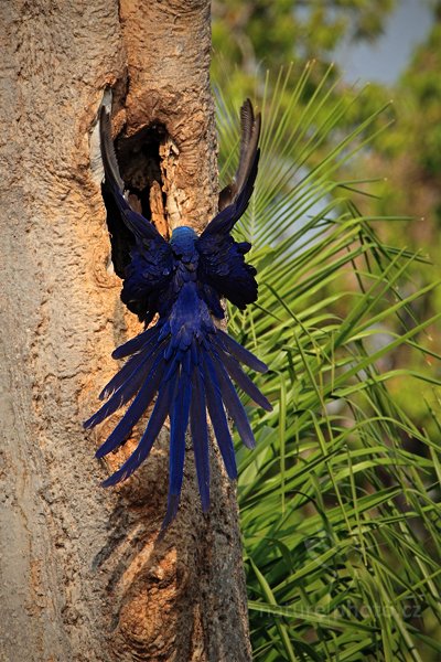 Ara hyacintový (Anodorhynchus hyacinthinus), Ara hyacintový (Anodorhynchus hyacinthinus) Hyacinth Macaw, Autor: Ondřej Prosický | NaturePhoto.cz, Model: Canon EOS 5D Mark II, Objektiv: Canon EF 500mm f/4 L IS USM, Ohnisková vzdálenost (EQ35mm): 700 mm, stativ Gitzo, Clona: 7.1, Doba expozice: 1/2000 s, ISO: 400, Kompenzace expozice: -1/3, Blesk: Ne, 5. září 2011 8:10:25, Barranco Alto, Pantanal (Brazílie) 