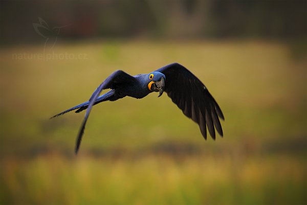 Ara hyacintový (Anodorhynchus hyacinthinus), Ara hyacintový (Anodorhynchus hyacinthinus) Hyacinth Macaw, Autor: Ondřej Prosický | NaturePhoto.cz, Model: Canon EOS 5D Mark II, Objektiv: Canon EF 500mm f/4 L IS USM, Ohnisková vzdálenost (EQ35mm): 700 mm, stativ Gitzo, Clona: 7.1, Doba expozice: 1/640 s, ISO: 500, Kompenzace expozice: -1/3, Blesk: Ne, 5. září 2011 7:19:46, Barranco Alto, Pantanal (Brazílie) 