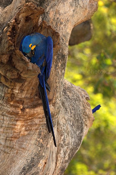 Ara hyacintový (Anodorhynchus hyacinthinus), Ara hyacintový (Anodorhynchus hyacinthinus) Hyacinth Macaw, Autor: Ondřej Prosický | NaturePhoto.cz, Model: Canon EOS 5D Mark II, Objektiv: Canon EF 500mm f/4 L IS USM, Ohnisková vzdálenost (EQ35mm): 500 mm, stativ Gitzo, Clona: 8.0, Doba expozice: 1/125 s, ISO: 400, Kompenzace expozice: 0, Blesk: Ano, 6. září 2011 12:06:33, Barranco Alto, Pantanal (Brazílie) 