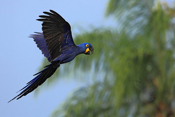 Ara hyacintový (Anodorhynchus hyacinthinus), Ara hyacintový (Anodorhynchus hyacinthinus) Hyacinth Macaw, Autor: Ondřej Prosický | NaturePhoto.cz, Model: Canon EOS 5D Mark II, Objektiv: Canon EF 500mm f/4 L IS USM, Ohnisková vzdálenost (EQ35mm): 700 mm, stativ Gitzo, Clona: 7.1, Doba expozice: 1/3200 s, ISO: 400, Kompenzace expozice: -1/3, Blesk: Ne, 5. září 2011 8:12:19, Barranco Alto, Pantanal (Brazílie) 